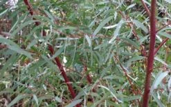 Angus Cold Hardy Eucalyptus Tree (Eucalyptus Nicholii) - 2 Gallon Pot -Wilson Bros Gardens Plant Sales Store Picture Eucalyptus Tree Anugus Willow Leaf Peppermint 1
