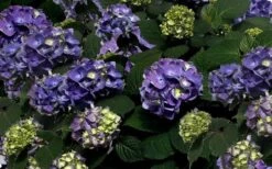 Bloomstruck Endless Summer Hydrangea - 1 Gallon Pot -Wilson Bros Gardens Plant Sales Store Picture Hydrangea Bloomstruck