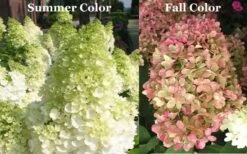 Limelight PeeGee Hydrangea - Single Trunk Topiary Tree - 5 Gallon Pot 9 Limelight PeeGee Hydrangea - Single Trunk Topiary Tree - 5 Gallon Pot -Wilson Bros Gardens Plant Sales Store Picture Hydrangea Limelight 3