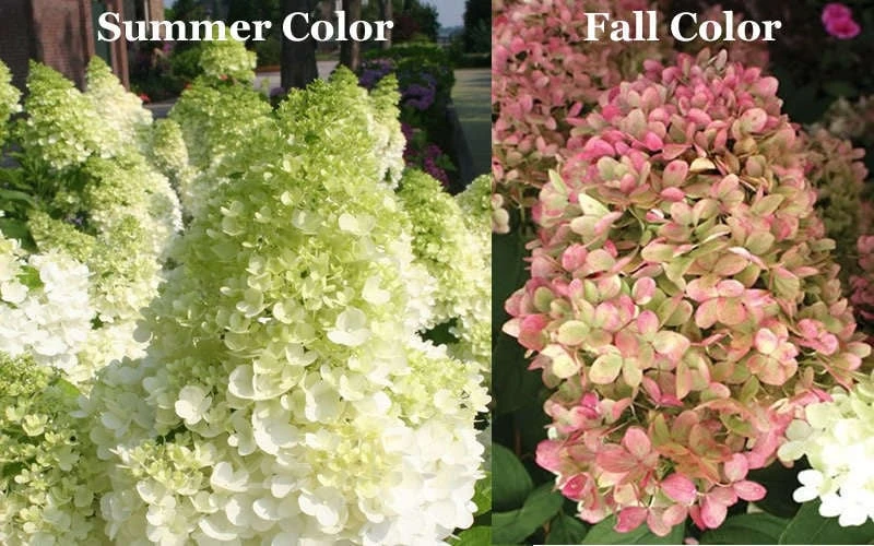Limelight PeeGee Hydrangea - Single Trunk Topiary Tree - 5 Gallon Pot 5 Limelight PeeGee Hydrangea - Single Trunk Topiary Tree - 5 Gallon Pot - Image 5
