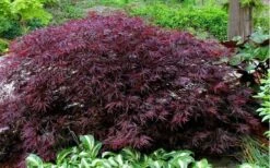 Red Dragon Dwarf Japanese Maple - 1 Gallon Pot -Wilson Bros Gardens Plant Sales Store Picture Japanese Maple Red Dragon 1