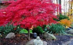 Red Dragon Dwarf Japanese Maple - 3 Gallon Pot -Wilson Bros Gardens Plant Sales Store Picture Japanese Maple Red Dragon 4