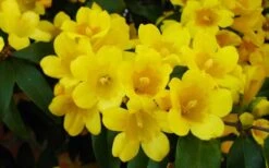 Butterscotch Yellow Jasmine (Jessamine) - Gelsemium Sempervirens - 1 Gallon Pot -Wilson Bros Gardens Plant Sales Store Picture Jasmine Butterscotch 2