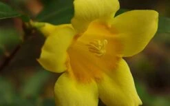 Butterscotch Yellow Jasmine (Jessamine) - Gelsemium Sempervirens - 1 Gallon Pot -Wilson Bros Gardens Plant Sales Store Picture Jasmine Butterscotch 4