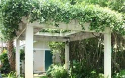 Confederate Jasmine Vine (Trachelospermum Jasminoides) - 3 Gallon Pot -Wilson Bros Gardens Plant Sales Store Picture Jasmine Confederate Vine 2