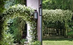 Madison Confederate Jasmine - 6 Pack Of 1 Gallon Pots -Wilson Bros Gardens Plant Sales Store Picture Jasmine Madison 3 1