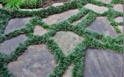 Dwarf Mondo Grass - 72 Pack Of 3.5" Pint Pots -Wilson Bros Gardens Plant Sales Store Picture Mondo Grass Dwarf 6