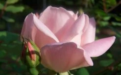 The Georgia Peach Shrub Rose - 1 Gallon Pot -Wilson Bros Gardens Plant Sales Store Picture Rose Georgia Peach 2