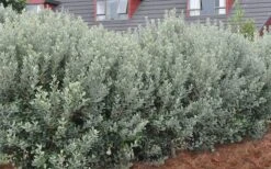 Bambina Dwarf Pineapple Guava (Feijoa Sellowiana ' Tharfiona') - 3 Gallon Pot 11 Bambina Dwarf Pineapple Guava (Feijoa Sellowiana ' Tharfiona') - 3 Gallon Pot -Wilson Bros Gardens Plant Sales Store Pineapple Guava Hedge