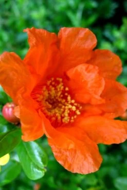 Russian 26 Cold Hardy Pomegranate - 1 Gallon Pot -Wilson Bros Gardens Plant Sales Store Pomegranate Russian 26 11 1