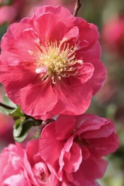 Double Take Pink Storm Flowering Quince - 2 Gallon Pot -Wilson Bros Gardens Plant Sales Store Quince Double Take Pink 1