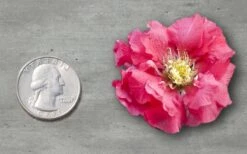 Double Take Pink Storm Flowering Quince - 2 Gallon Pot -Wilson Bros Gardens Plant Sales Store Quince Double Take Pink 11