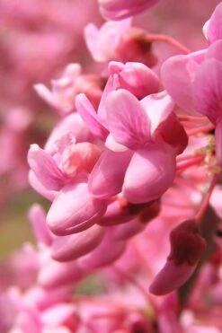 Carolina Sweetheart Eastern Redbud Tree - 5 Gallon Pot -Wilson Bros Gardens Plant Sales Store Redbud Carolina Sweetheart 13