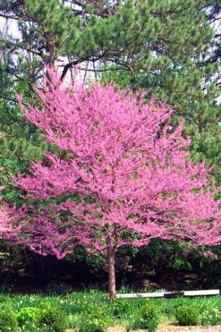 Carolina Sweetheart Eastern Redbud Tree - 3 Gallon Pot -Wilson Bros Gardens Plant Sales Store Redbud Carolina Sweetheart 14 1