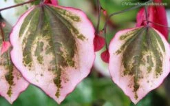 Carolina Sweetheart Eastern Redbud Tree - 3 Gallon Pot -Wilson Bros Gardens Plant Sales Store Redbud Carolina Sweetheart 9 1