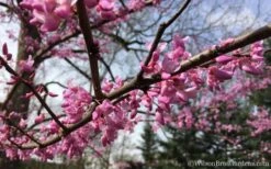 The Rising Sun Redbud Tree - 3 Gallon Pot -Wilson Bros Gardens Plant Sales Store Redbud Rising Sun 31 1