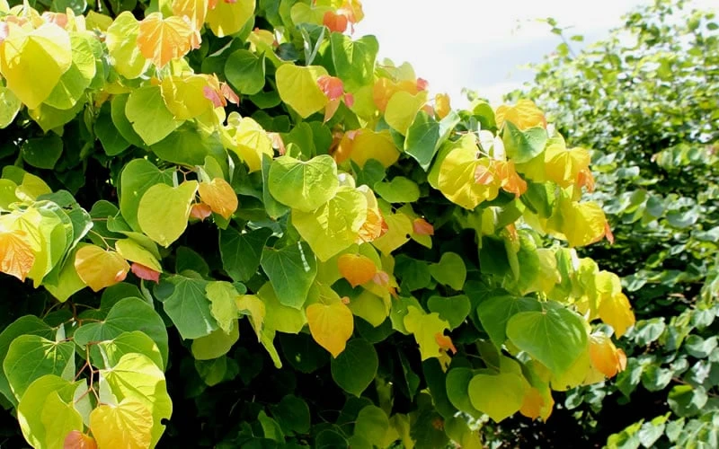 The Rising Sun Redbud Tree - 7 Gallon Pot (3-4') 6 The Rising Sun Redbud Tree - 7 Gallon Pot (3-4') - Image 6