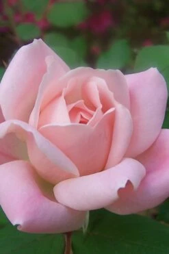 The Georgia Peach Shrub Rose - 1 Gallon Pot