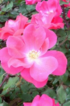 Swamp Rose (Rosa Palustris) - 3 Pack Of 1.5 Quart Pots -Wilson Bros Gardens Plant Sales Store Rose Knock Out Pink 6