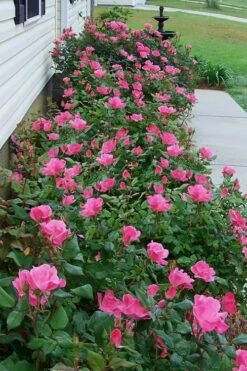 Swamp Rose (Rosa Palustris) - 3 Pack Of 1.5 Quart Pots -Wilson Bros Gardens Plant Sales Store Rose Knock Out Pink 9