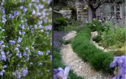 Chef's Choice Rosemary - 1 Gallon Pot -Wilson Bros Gardens Plant Sales Store Rosemary Chefs Choice 2