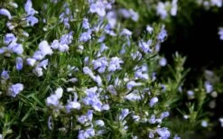 Chef's Choice Rosemary - 1 Gallon Pot -Wilson Bros Gardens Plant Sales Store Rosemary Chefs Choice Flowers