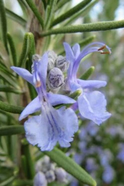 Prostrate Creeping Rosemary - 6 Pack Of Pint Pots -Wilson Bros Gardens Plant Sales Store Rosemary Prostrate 17