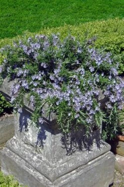 Prostrate Creeping Rosemary - 6 Pack Of Pint Pots -Wilson Bros Gardens Plant Sales Store Rosemary Prostrate 18