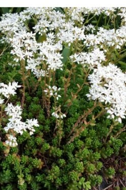 Coral Carpet Sedum Album - 10 Count Flat Of Quart Pots 10 Coral Carpet Sedum Album - 10 Count Flat Of Quart Pots -Wilson Bros Gardens Plant Sales Store Sedum Album Coral Carpet 2