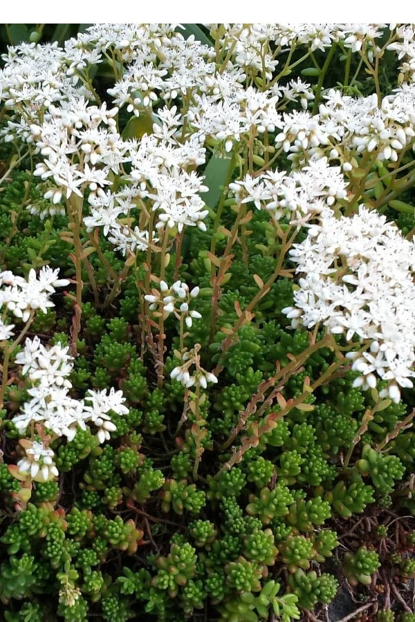 Coral Carpet Sedum Album - 10 Count Flat Of Quart Pots 4 Coral Carpet Sedum Album - 10 Count Flat Of Quart Pots - Image 4