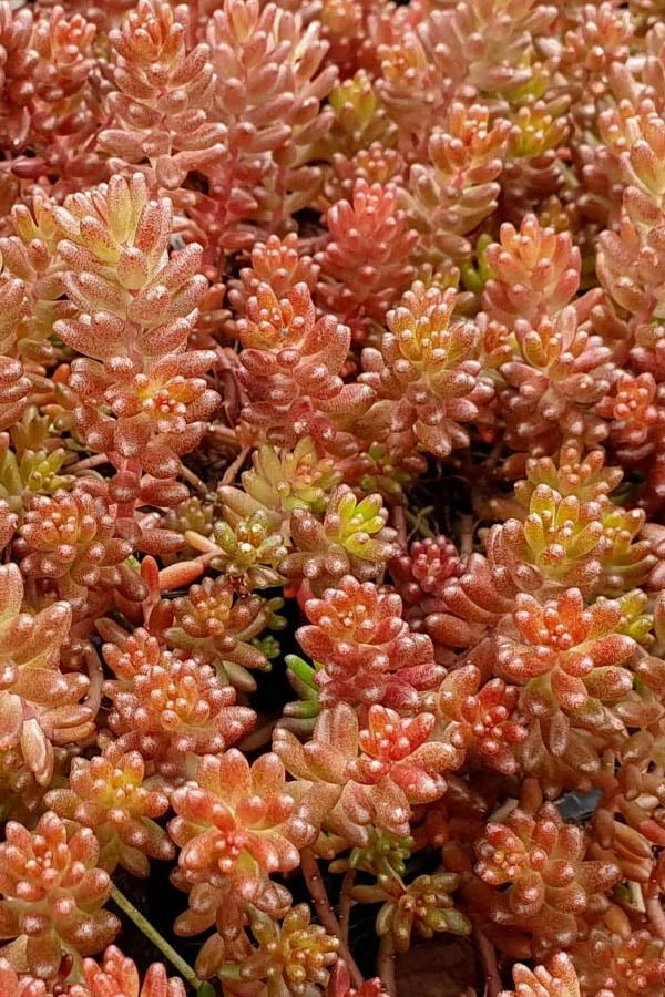 Coral Carpet Sedum Album - 10 Count Flat Of Quart Pots 1 Coral Carpet Sedum Album - 10 Count Flat Of Quart Pots