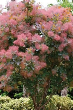 Grace Pink Flowering Smoke Tree - 3 Gallon Pot -Wilson Bros Gardens Plant Sales Store Smoketree Grace 1