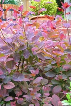 Grace Pink Flowering Smoke Tree - 3 Gallon Pot -Wilson Bros Gardens Plant Sales Store Smoketree Grace 3