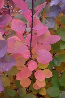 Grace Pink Flowering Smoke Tree - 3 Gallon Pot -Wilson Bros Gardens Plant Sales Store Smoketree Grace Fall Color 5