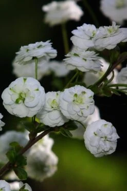 Plena Double Bridal Wreath Spirea (Spirea Prunifolia) - 1 Gallon Pot 14 Plena Double Bridal Wreath Spirea (Spirea Prunifolia) - 1 Gallon Pot -Wilson Bros Gardens Plant Sales Store Spirea Bridal Wreath Plena 1 1