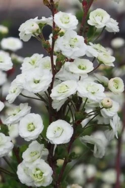 Plena Double Bridal Wreath Spirea (Spirea Prunifolia) - 1 Gallon Pot 12 Plena Double Bridal Wreath Spirea (Spirea Prunifolia) - 1 Gallon Pot -Wilson Bros Gardens Plant Sales Store Spirea Bridal Wreath Plena 2 1