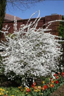 Plena Double Bridal Wreath Spirea (Spirea Prunifolia) - 1 Gallon Pot 11 Plena Double Bridal Wreath Spirea (Spirea Prunifolia) - 1 Gallon Pot -Wilson Bros Gardens Plant Sales Store Spirea Bridal Wreath Plena 3 1