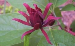 Sweetshrub (Carolina Allspice) - Calycanthus Floridus - 5 Gallon Pot -Wilson Bros Gardens Plant Sales Store Sweet Shrub 1