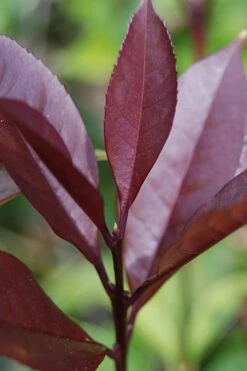 Apricot Echo Tea Olive - Osmanthus Fragrans Aurantiacus - 3 Gallon Pot -Wilson Bros Gardens Plant Sales Store Tea Olive Apricot Echo 4