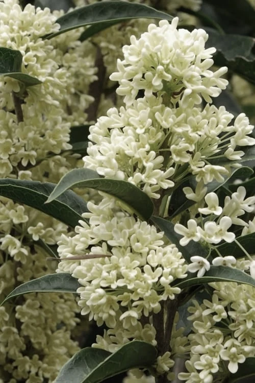 Fudingzhu Fragrant White Tea Olive (Osmanthus Fragrans) - 6 Pack Of 1 Gallon Pots 1 Fudingzhu Fragrant White Tea Olive (Osmanthus Fragrans) - 6 Pack Of 1 Gallon Pots