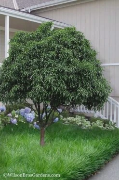 Fudingzhu Fragrant White Tea Olive (Osmanthus Fragrans) - 6 Pack Of 1 Gallon Pots 8 Fudingzhu Fragrant White Tea Olive (Osmanthus Fragrans) - 6 Pack Of 1 Gallon Pots -Wilson Bros Gardens Plant Sales Store Tea Olive Fudingzhu 6