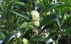 Fudingzhu Fragrant White Tea Olive (Osmanthus Fragrans) - 6 Pack Of 1 Gallon Pots 9 Fudingzhu Fragrant White Tea Olive (Osmanthus Fragrans) - 6 Pack Of 1 Gallon Pots -Wilson Bros Gardens Plant Sales Store Tea Olive Fudingzhu 7