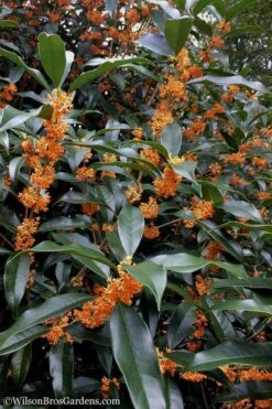Fragrant Orange Tea Olive - Osmanthus Fragrans Aurantiacus - 5 Gallon Pot -Wilson Bros Gardens Plant Sales Store Tea Olive Orange 102