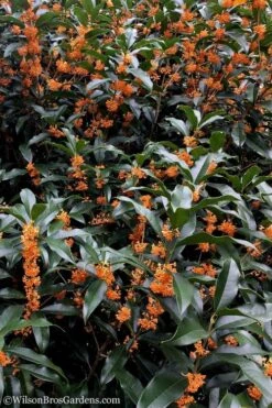 Fragrant Orange Tea Olive - Osmanthus Fragrans Aurantiacus - 5 Gallon Pot -Wilson Bros Gardens Plant Sales Store Tea Olive Orange 103