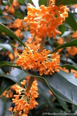 Fragrant Orange Tea Olive - Osmanthus Fragrans Aurantiacus - 7 Gallon Pot (5-6') -Wilson Bros Gardens Plant Sales Store Tea Olive Orange 104 1