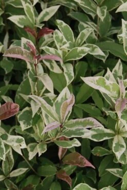 Pink Flush Variegated Tea Olive (Osmanthus Fragrans 'Yinbi Shuanghui') - 3 Gallon Pot -Wilson Bros Gardens Plant Sales Store Tea Olive Yinbi Shuanghui Variegated 2 1