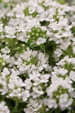 White Creeping Thyme (Thymus Praecox 'Albiflorus') 10 Pack Of Pint Pots -Wilson Bros Gardens Plant Sales Store Thyme Creeping White 3 1
