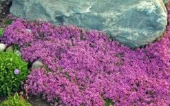 Red Creeping Thyme (Thymus Praecox 'Coccineus') - 5 Pack Of Quart Pots -Wilson Bros Gardens Plant Sales Store Thyme Red Creeping 10