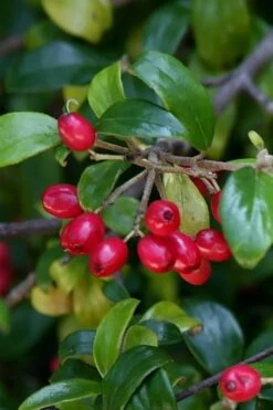 Dwarf Evergreen Snowball Viburnum 'Conoy' - 3 Gallon Pot -Wilson Bros Gardens Plant Sales Store Viburnum Conoy 4