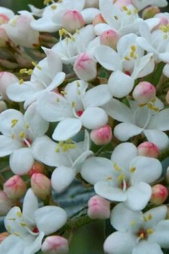 Dwarf Evergreen Snowball Viburnum 'Conoy' - 3 Gallon Pot -Wilson Bros Gardens Plant Sales Store Viburnum Conoy 5